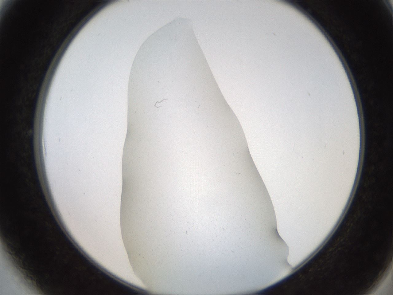 folderID562_plateID2562_batchID13020_wellNum6_profileID1_d2_r195092_ef.jpg