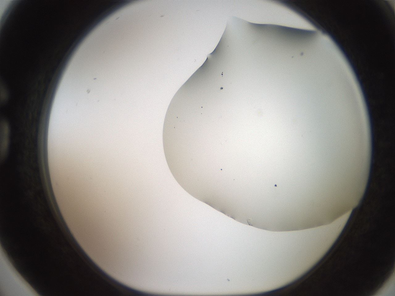 folderID562_plateID2562_batchID13020_wellNum78_profileID1_d1_r195235_ef.jpg