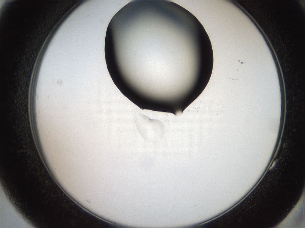 folderID562_plateID2562_batchID13020_wellNum83_profileID1_d2_r195246_ef.jpg