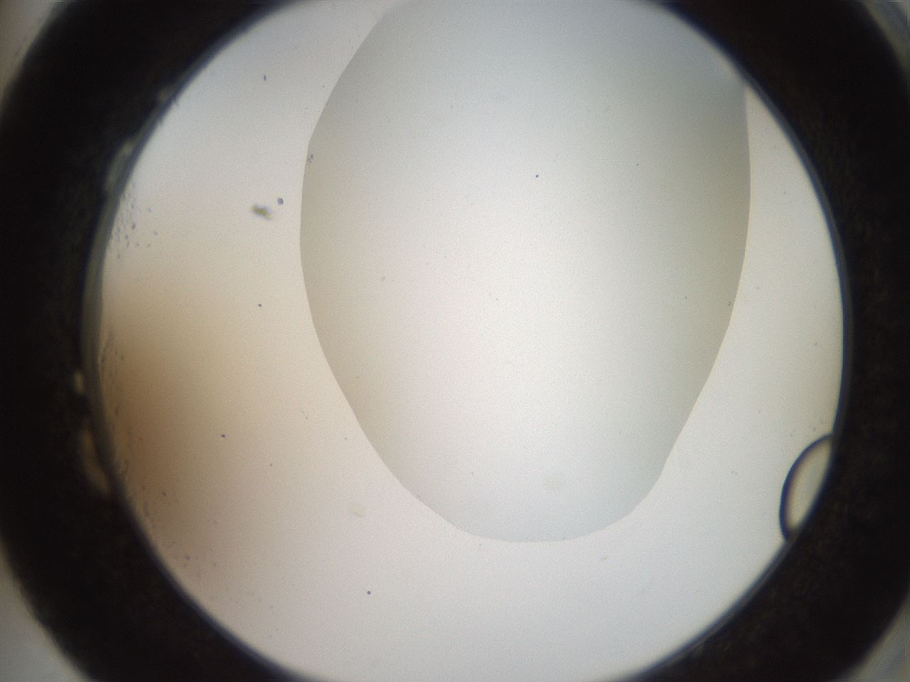 folderID562_plateID2562_batchID13020_wellNum87_profileID1_d2_r195254_ef.jpg