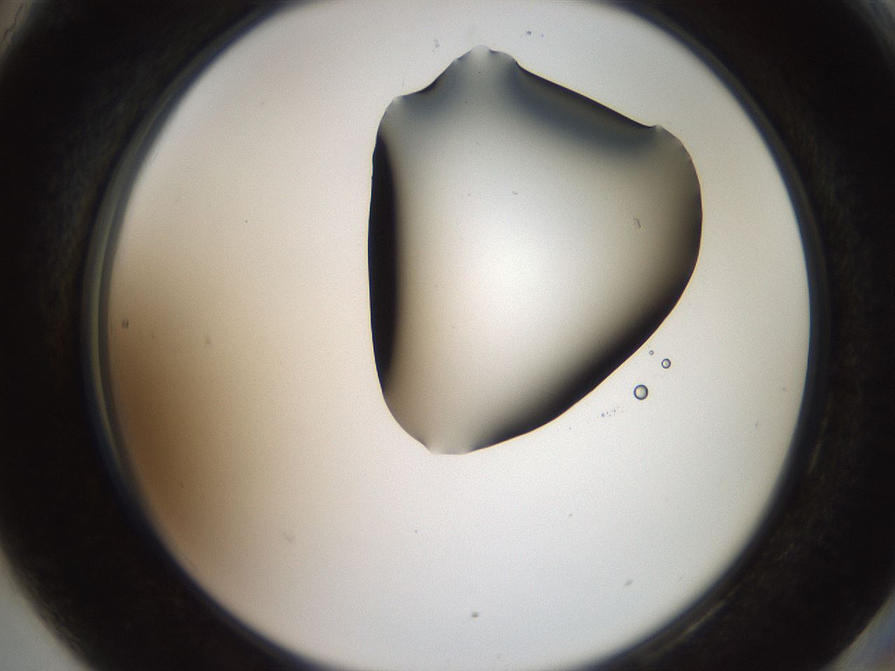 folderID562_plateID2562_batchID13020_wellNum90_profileID1_d2_r195260_ef.jpg