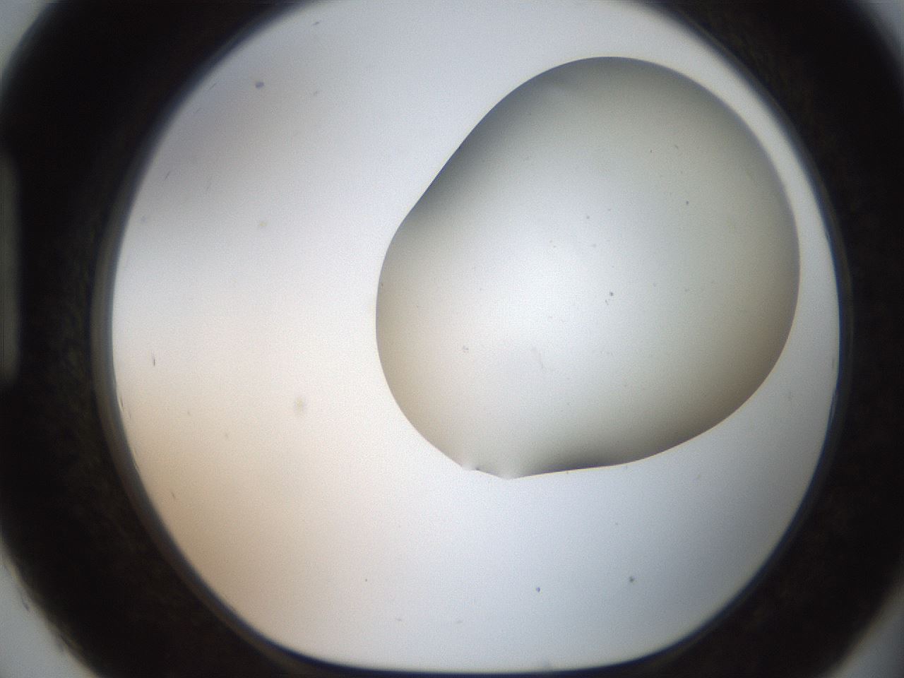 folderID562_plateID2562_batchID13020_wellNum93_profileID1_d1_r195265_ef.jpg
