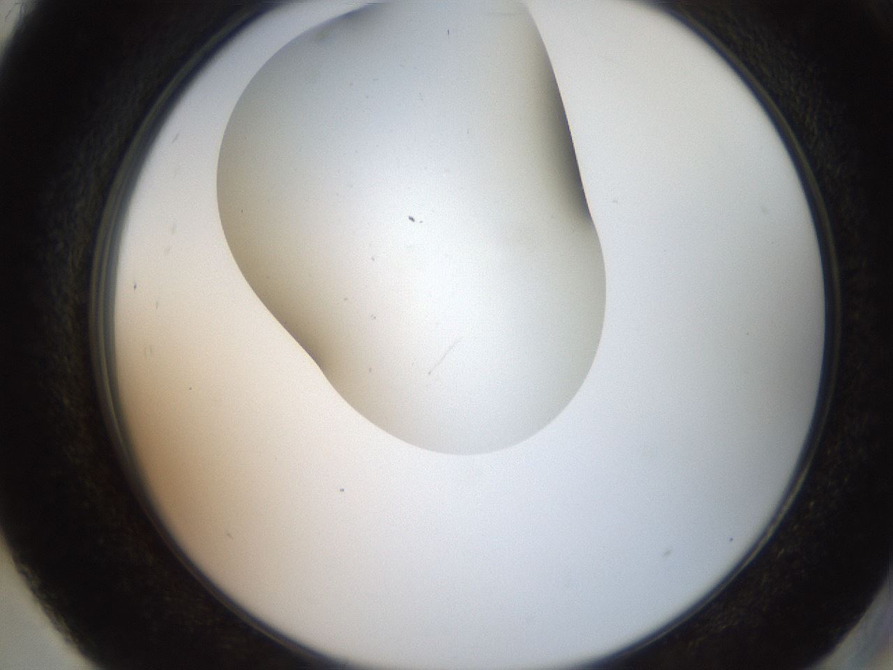 folderID562_plateID2562_batchID13020_wellNum93_profileID1_d2_r195266_ef.jpg