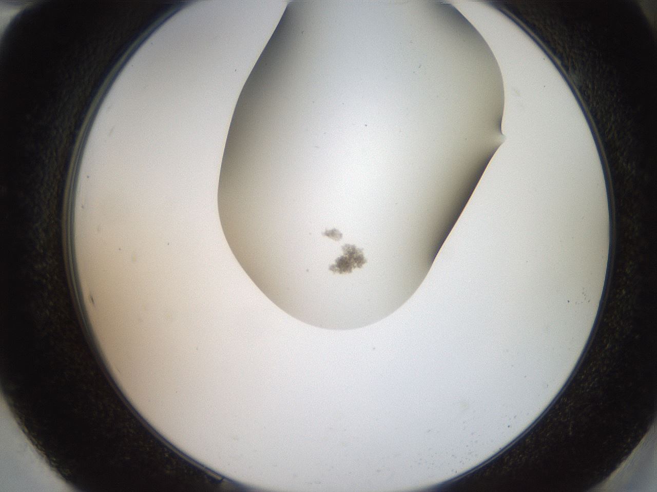 folderID562_plateID2562_batchID13020_wellNum94_profileID1_d2_r195268_ef.jpg