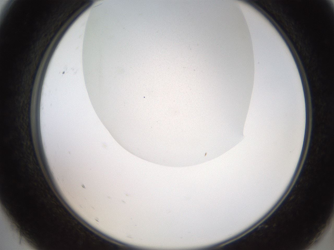 folderID562_plateID2562_batchID13020_wellNum9_profileID1_d2_r195098_ef.jpg