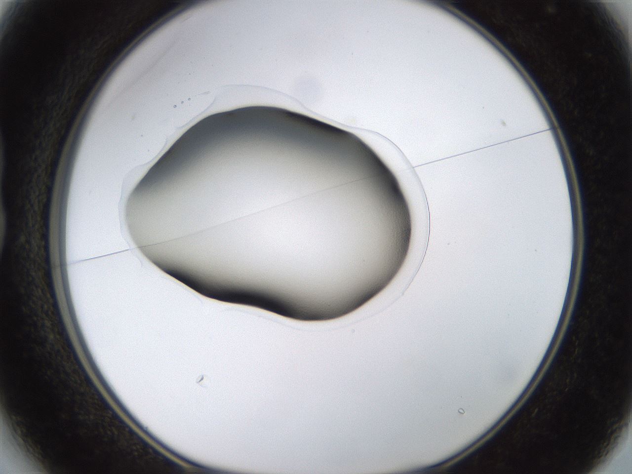 folderID563_plateID1563_batchID6310_wellNum13_profileID1_d1_r101676_ef.jpg