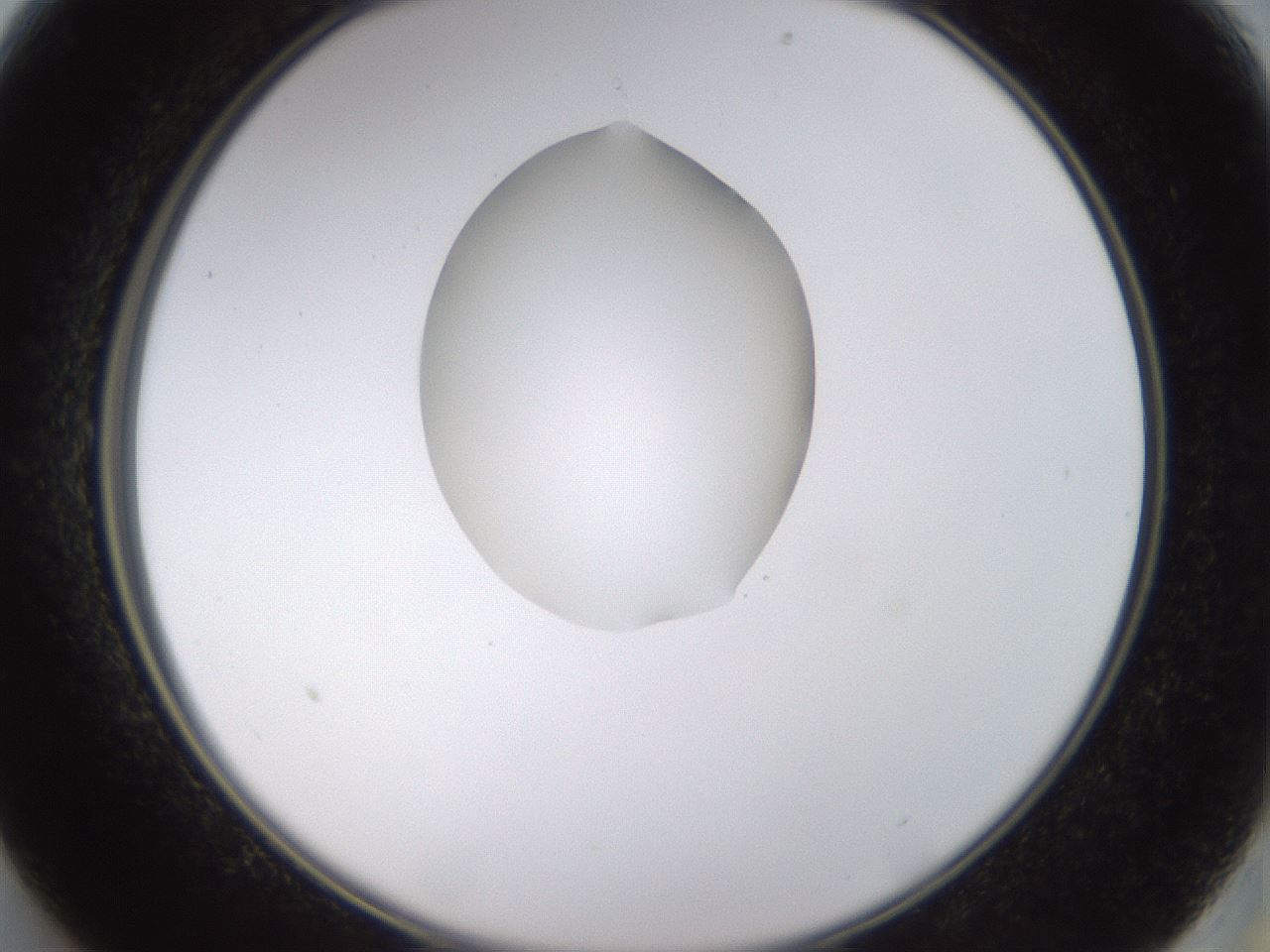 folderID563_plateID1563_batchID6310_wellNum13_profileID1_d2_r101677_ef.jpg