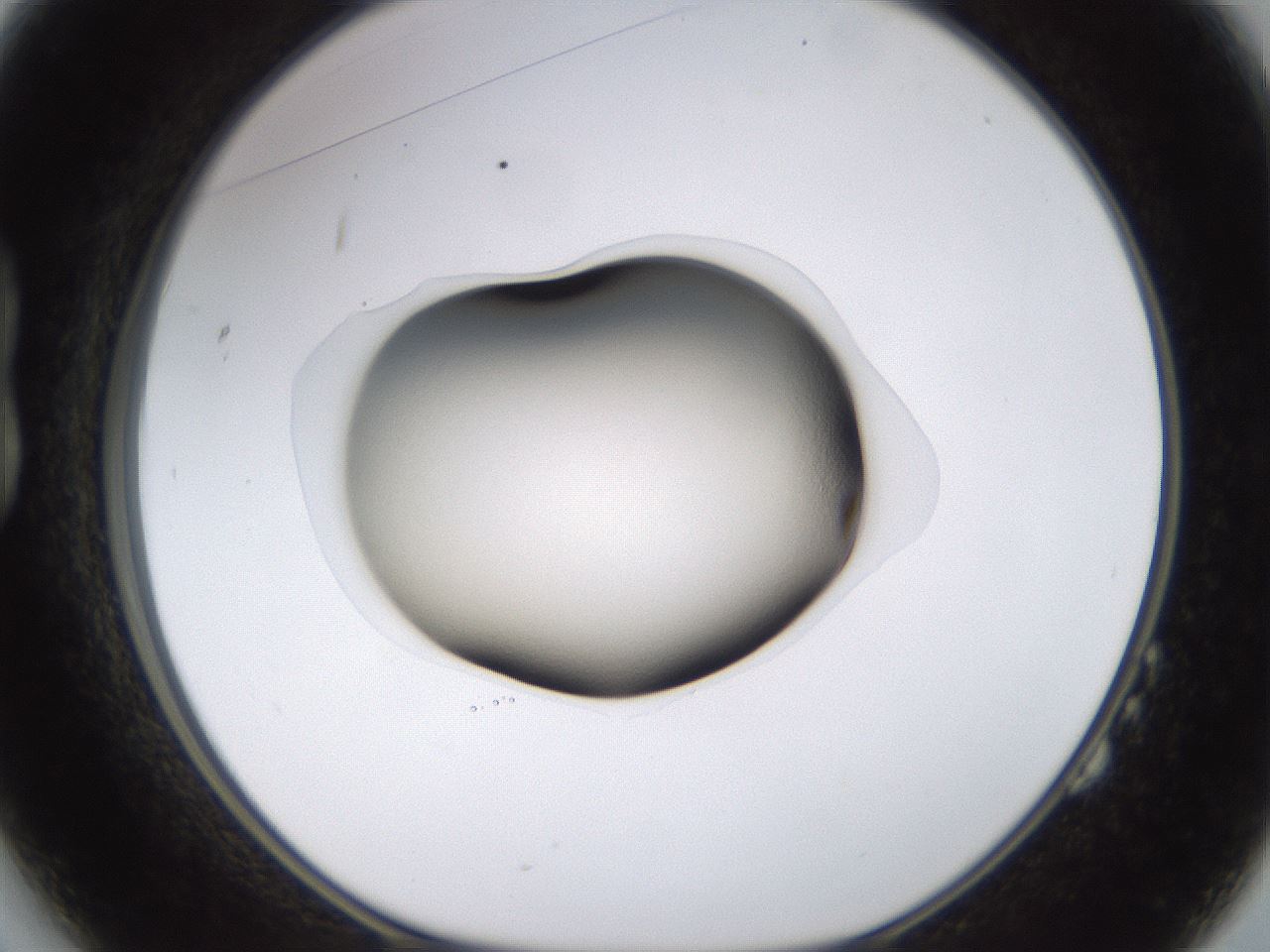 folderID563_plateID1563_batchID6310_wellNum14_profileID1_d1_r101678_ef.jpg