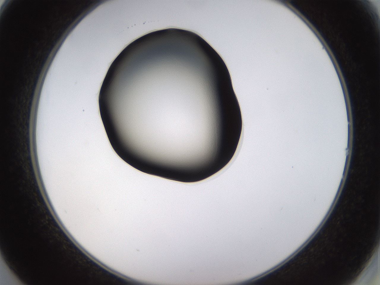 folderID563_plateID1563_batchID6310_wellNum14_profileID1_d2_r101679_ef.jpg