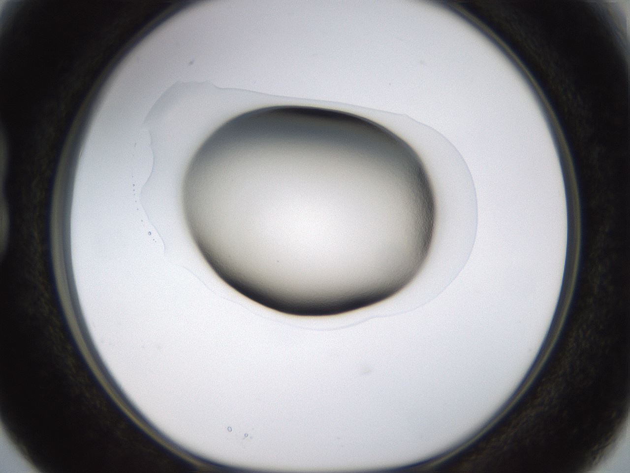 folderID563_plateID1563_batchID6310_wellNum15_profileID1_d1_r101680_ef.jpg