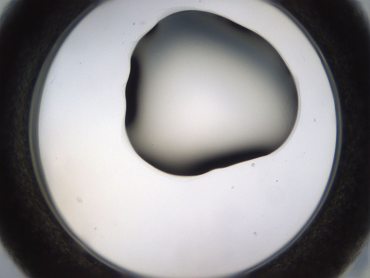 folderID563_plateID1563_batchID6310_wellNum15_profileID1_d2_r101681_ef.jpg