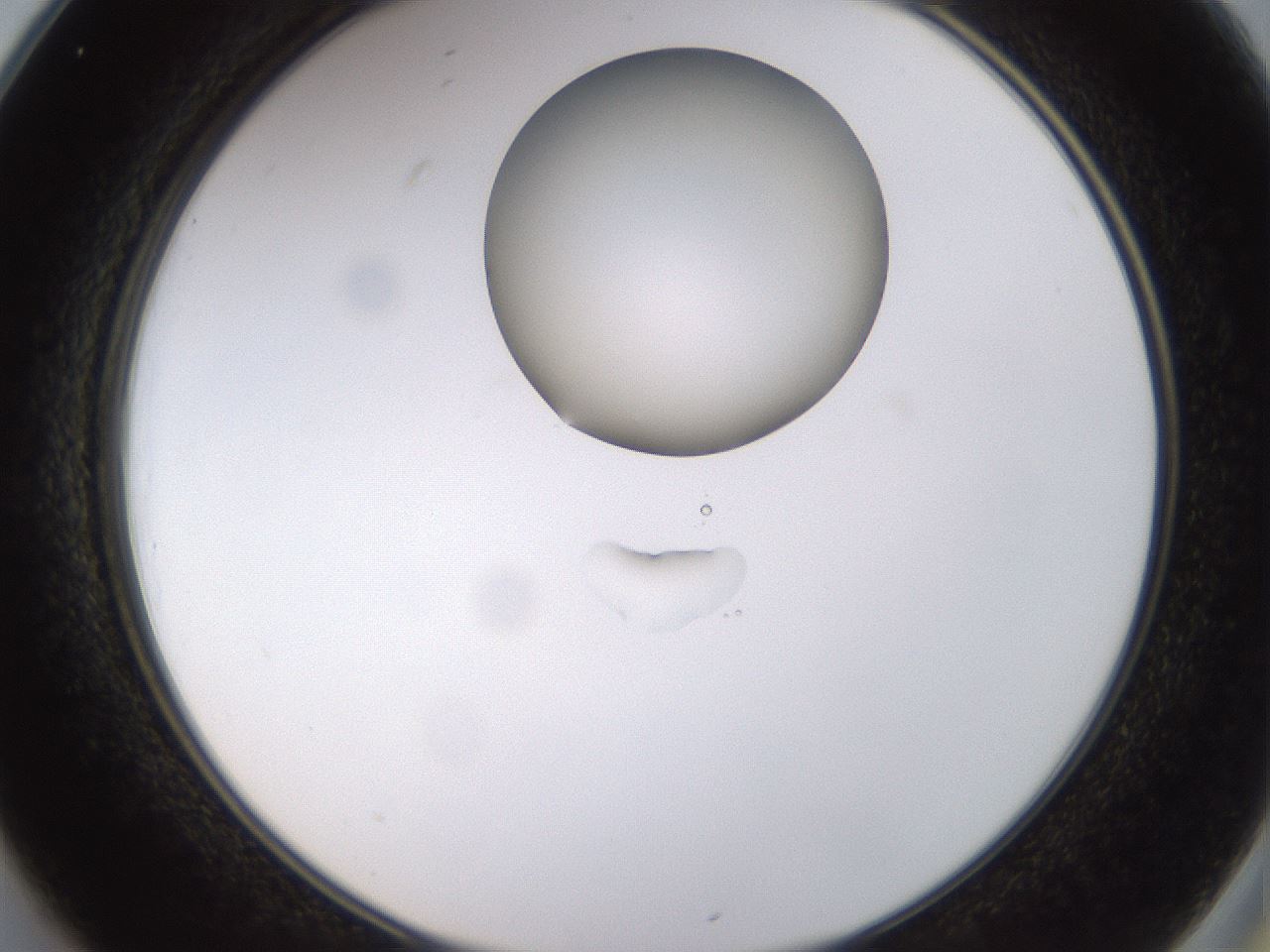 folderID563_plateID1563_batchID6310_wellNum25_profileID1_d2_r101701_ef.jpg