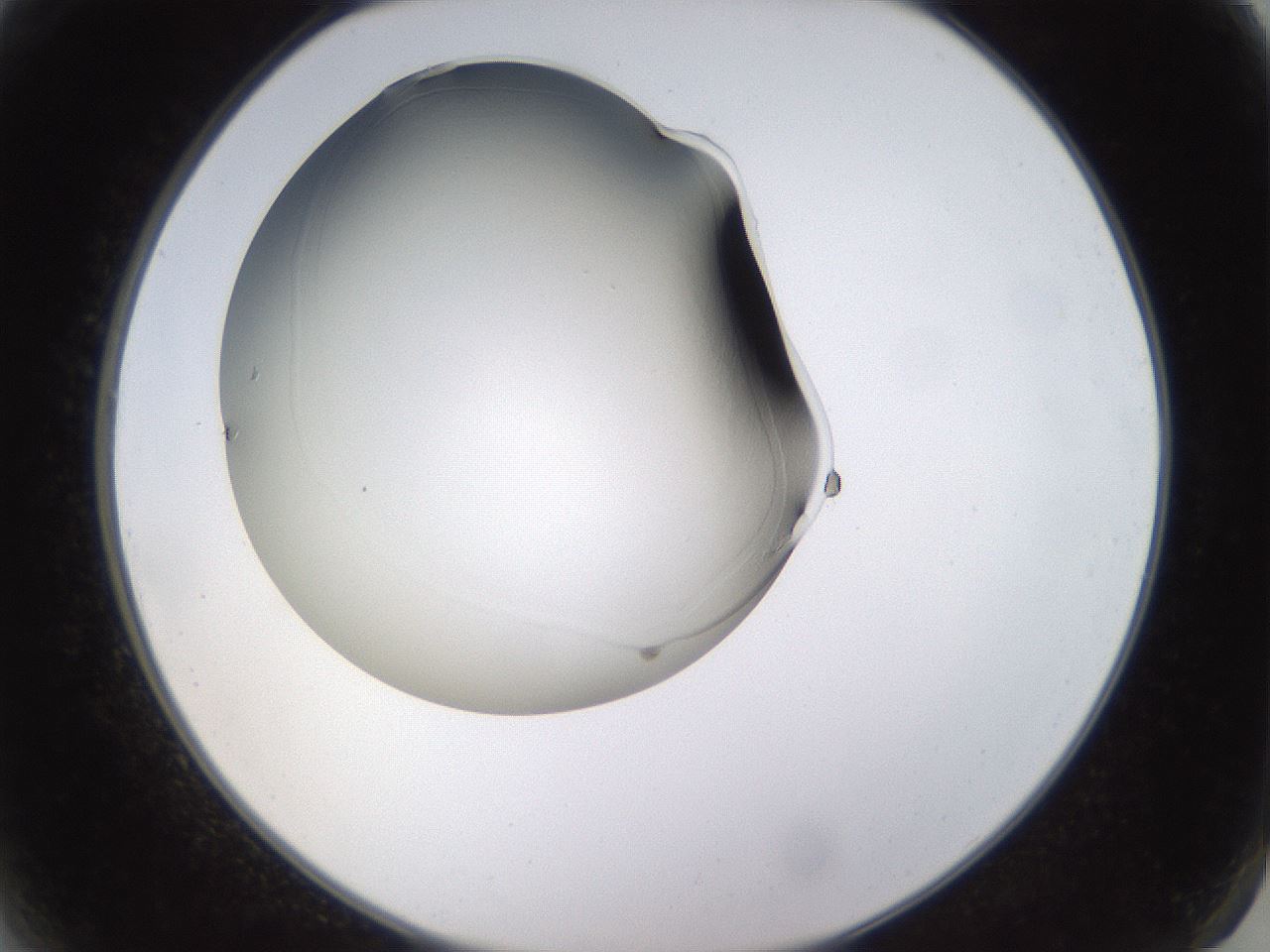 folderID563_plateID1563_batchID6310_wellNum2_profileID1_d2_r101655_ef.jpg