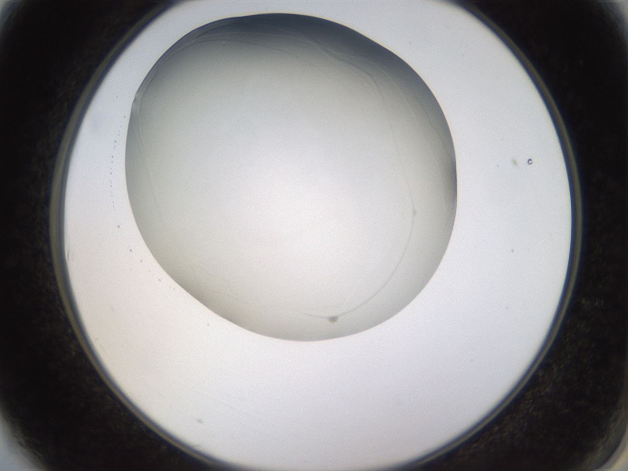 folderID563_plateID1563_batchID6310_wellNum3_profileID1_d2_r101657_ef.jpg