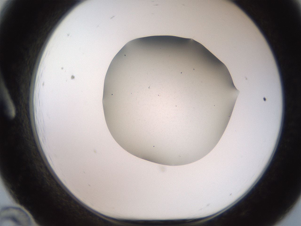 folderID563_plateID2563_batchID12852_wellNum12_profileID1_d1_r195284_ef.jpg