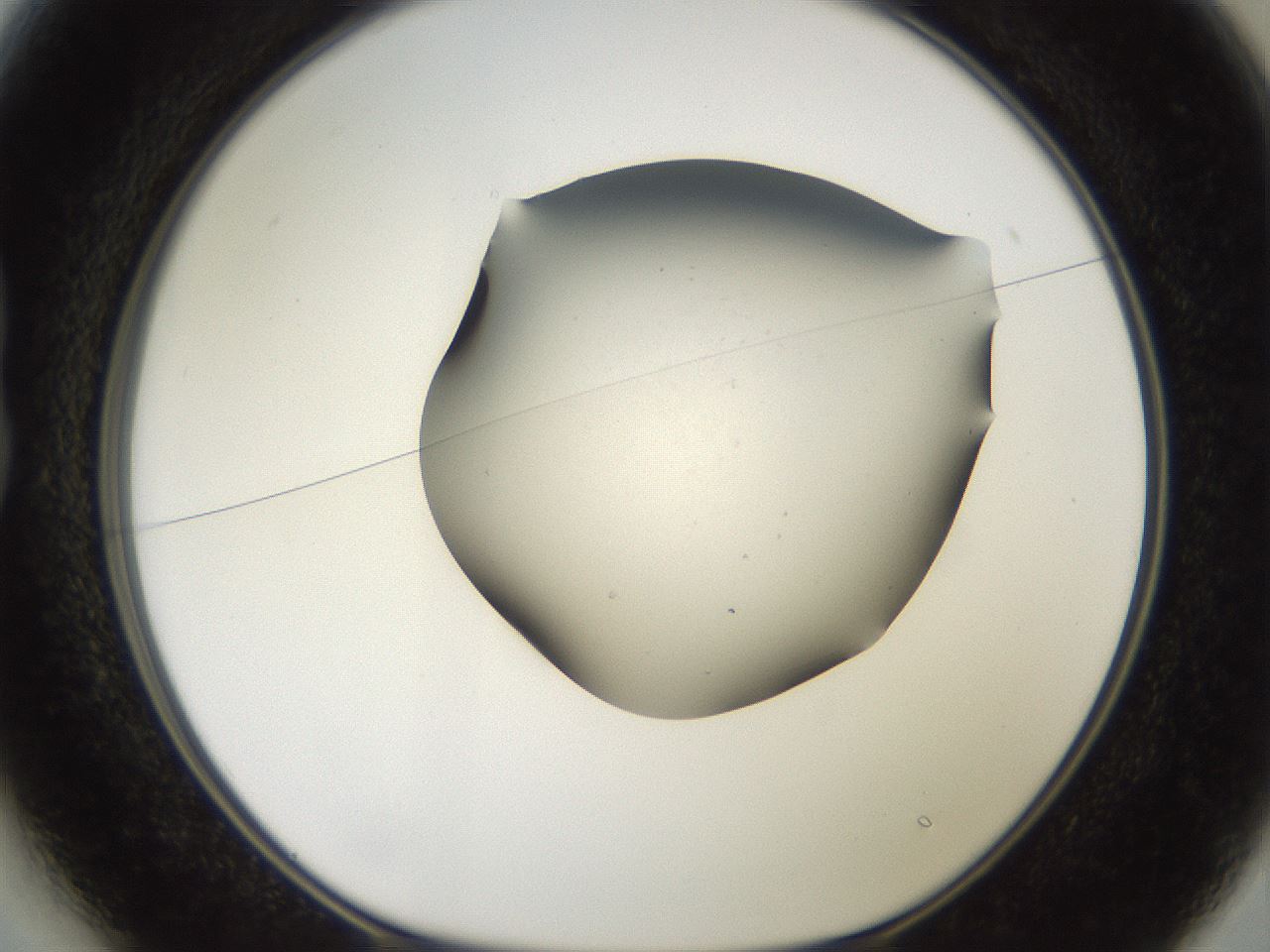 folderID563_plateID2563_batchID12852_wellNum13_profileID1_d1_r195285_ef.jpg