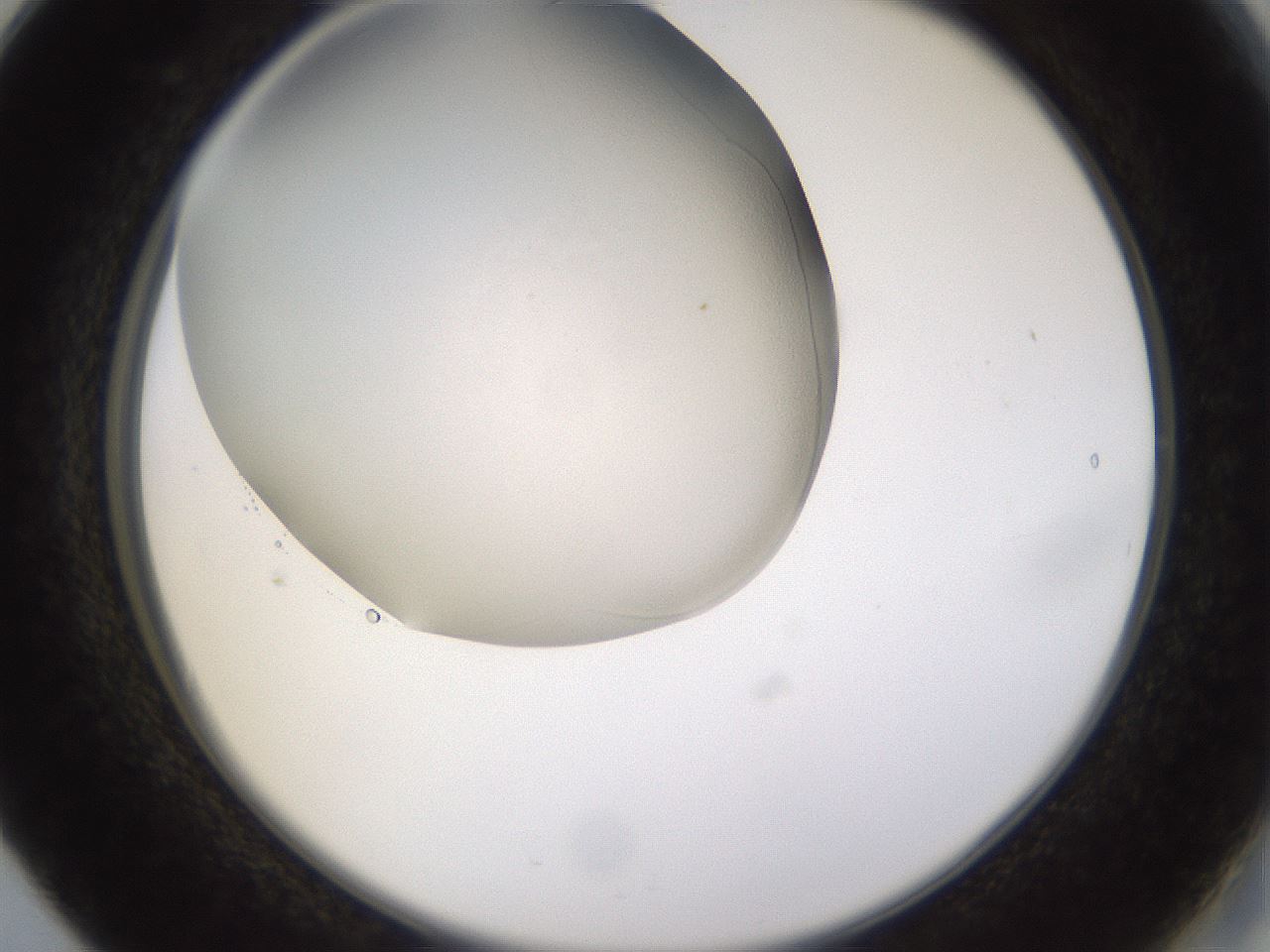 folderID563_plateID1563_batchID6310_wellNum17_profileID1_d2_r101685_ef.jpg