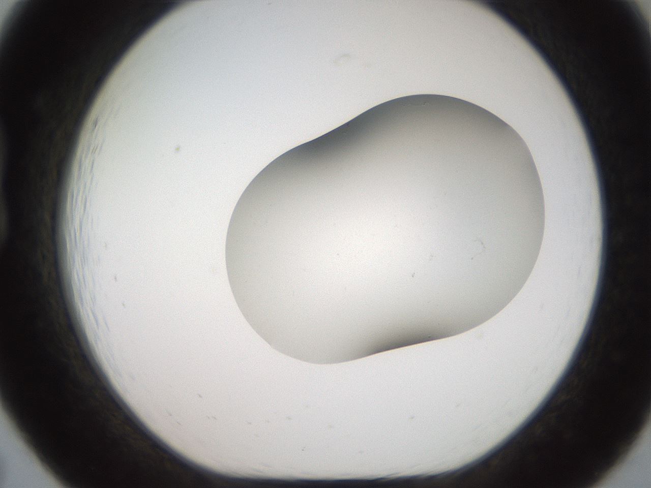 folderID563_plateID2563_batchID12852_wellNum19_profileID1_d1_r195291_ef.jpg