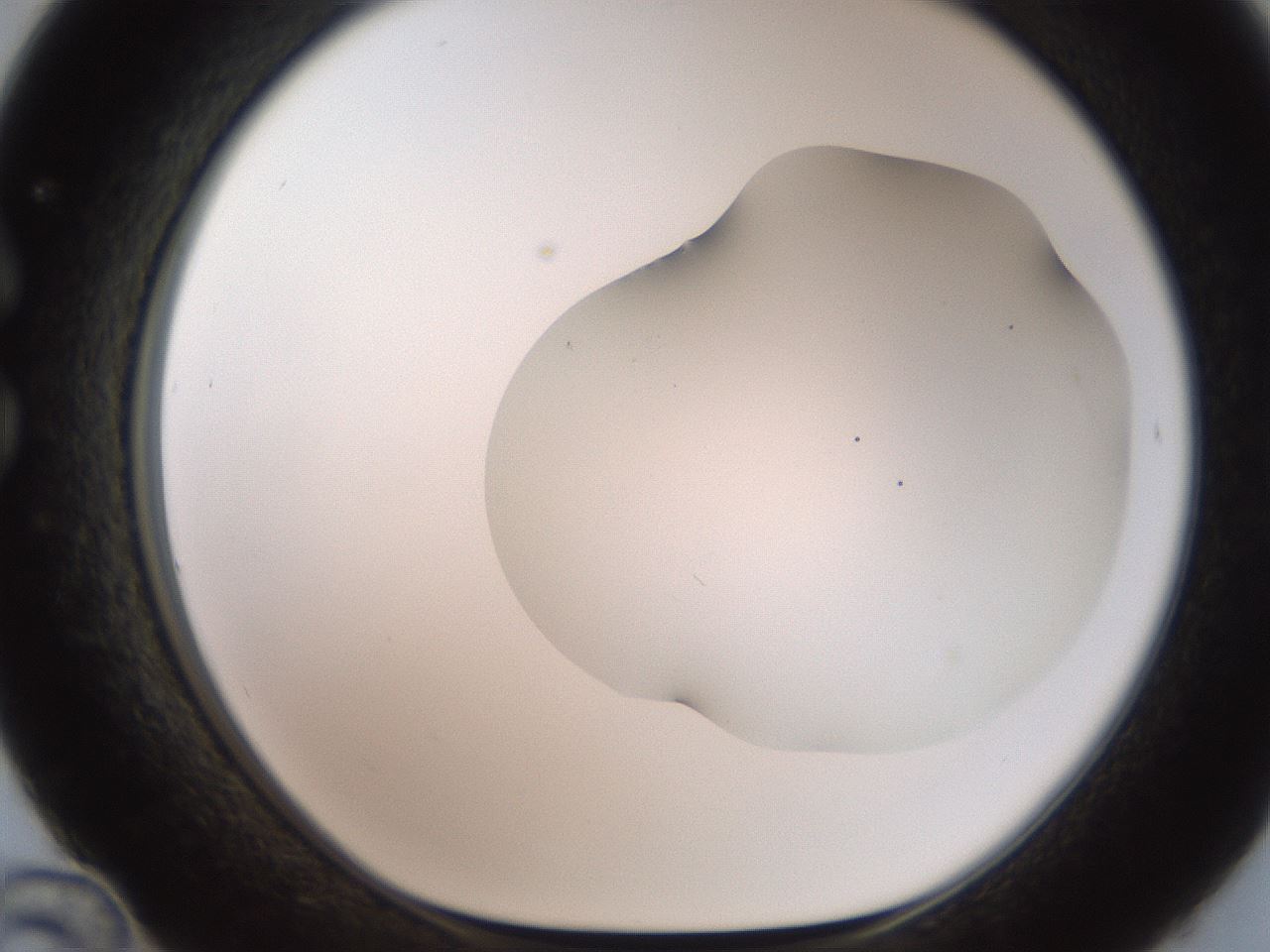 folderID563_plateID2563_batchID12852_wellNum36_profileID1_d1_r195308_ef.jpg