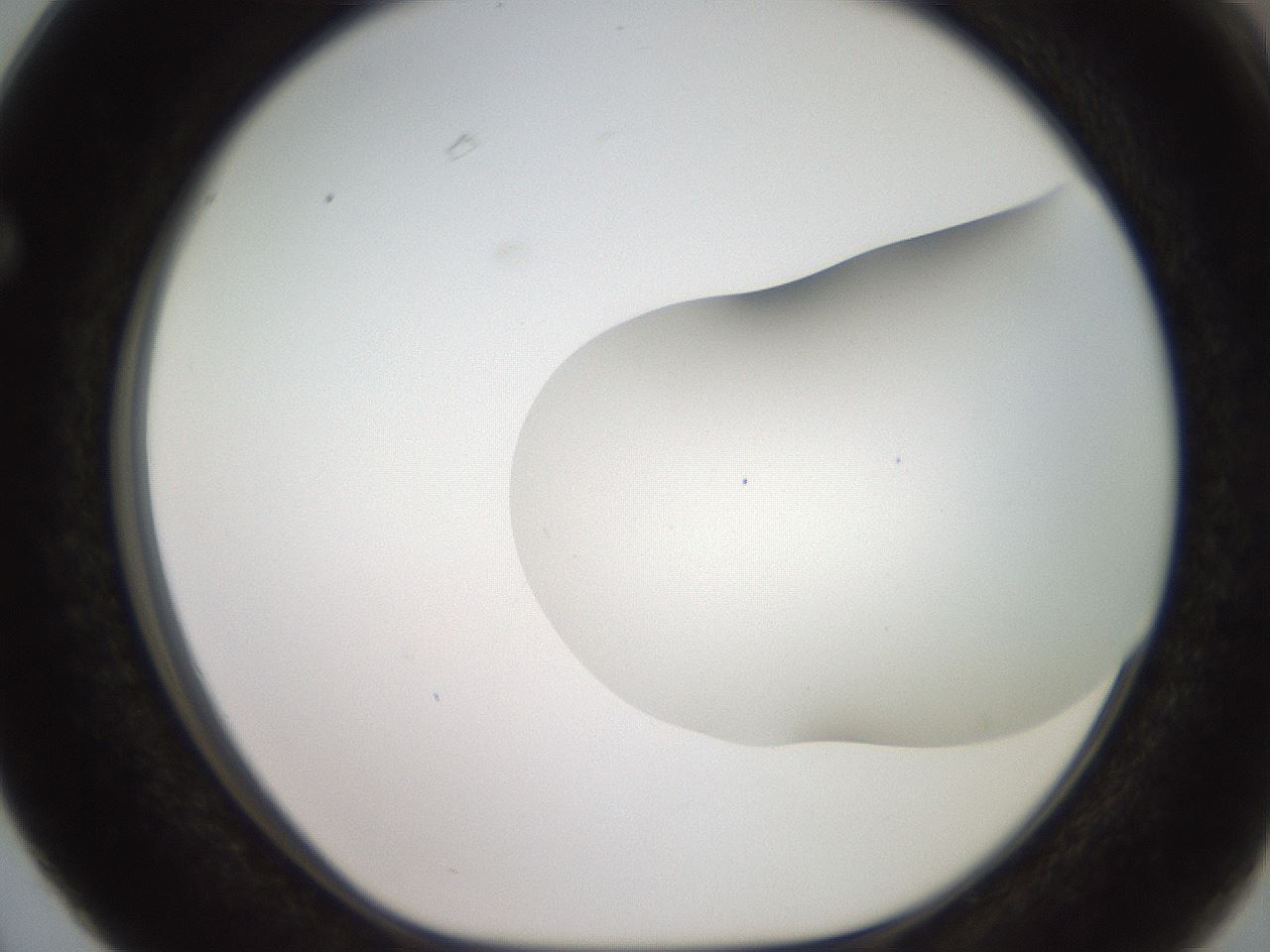 folderID563_plateID2563_batchID12852_wellNum63_profileID1_d1_r195335_ef.jpg