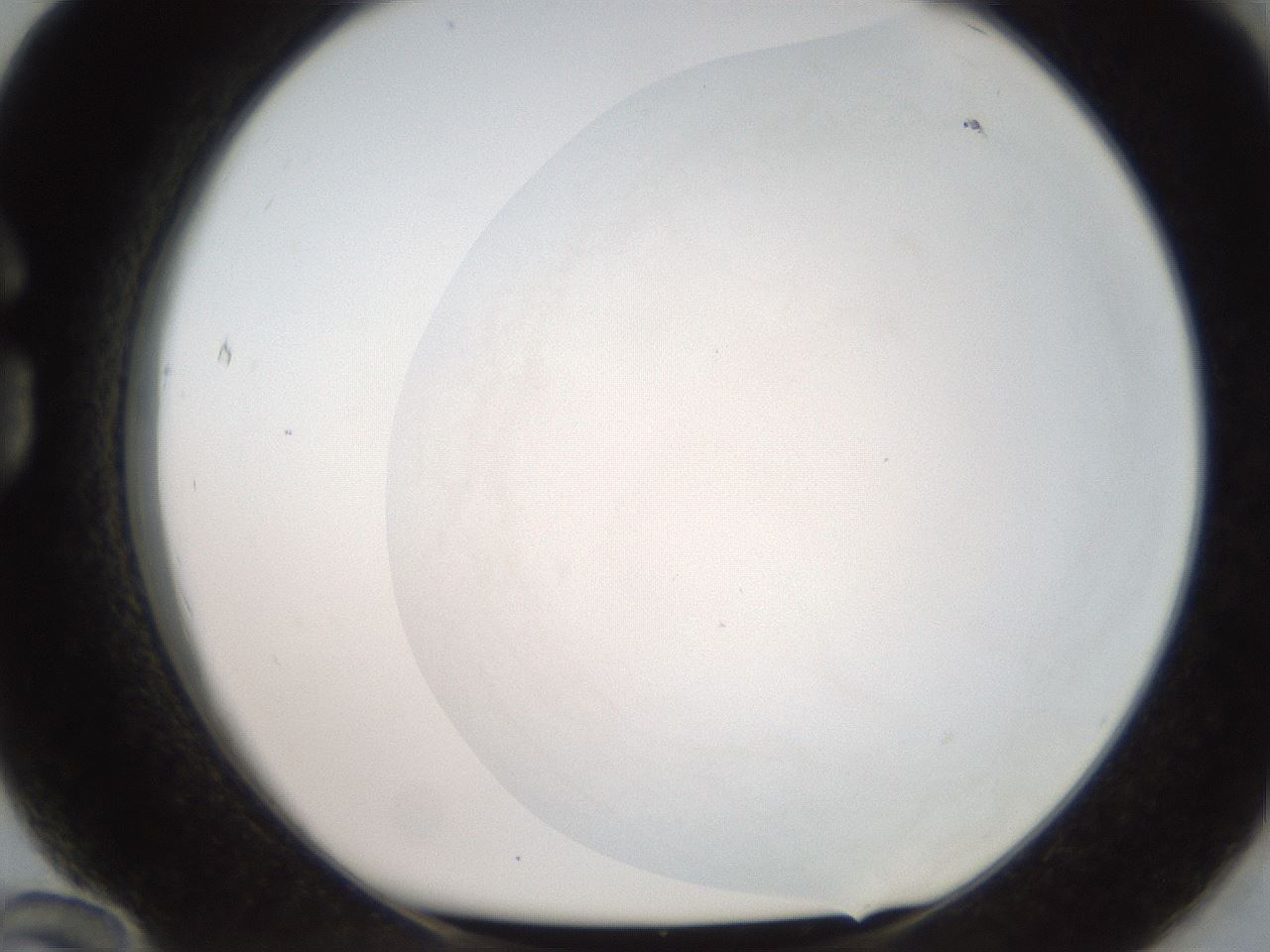 folderID563_plateID2563_batchID12852_wellNum84_profileID1_d1_r195356_ef.jpg