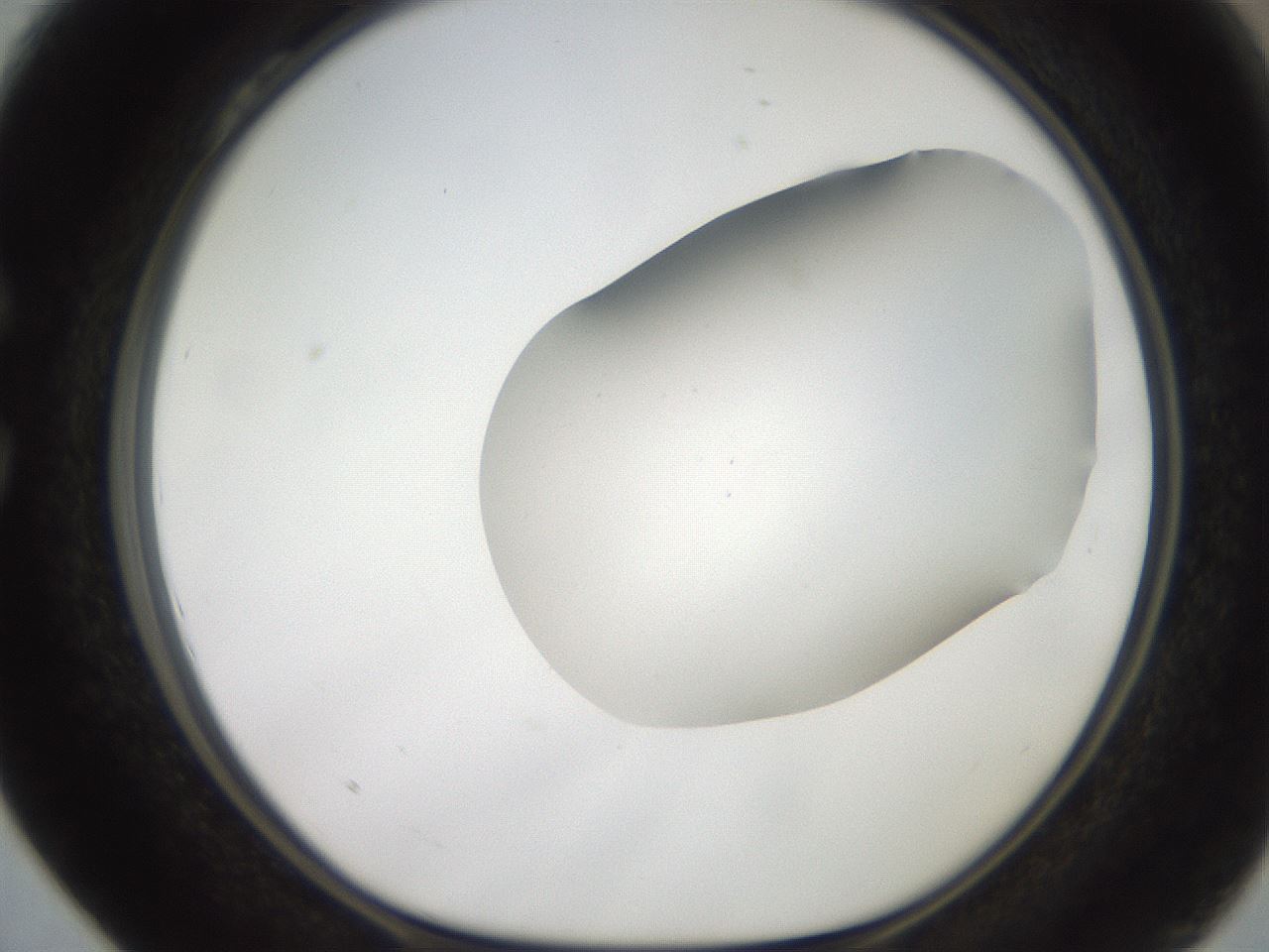 folderID563_plateID2563_batchID13021_wellNum28_profileID1_d1_r195300_ef.jpg