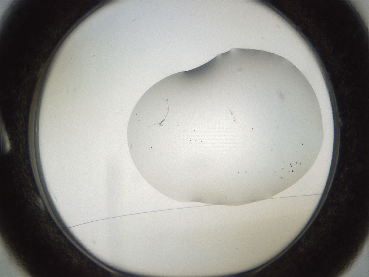 folderID563_plateID2563_batchID12852_wellNum1_profileID1_d1_r195273_ef.jpg