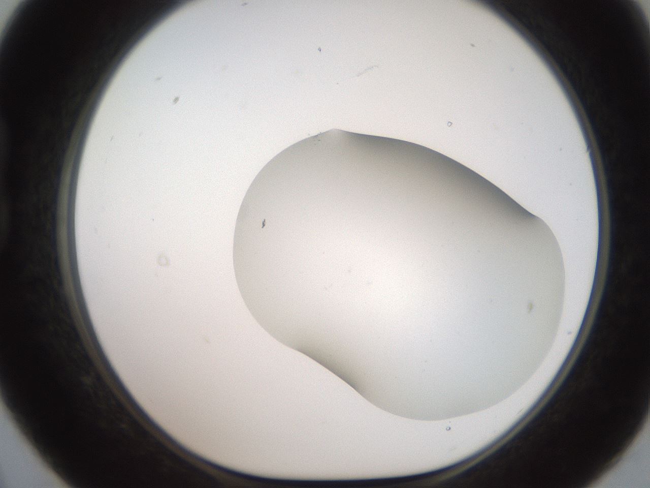 folderID563_plateID2563_batchID12852_wellNum21_profileID1_d1_r195293_ef.jpg