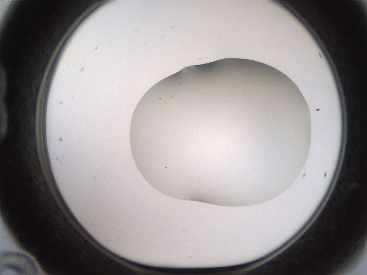 folderID563_plateID2563_batchID12852_wellNum24_profileID1_d1_r195296_ef.jpg