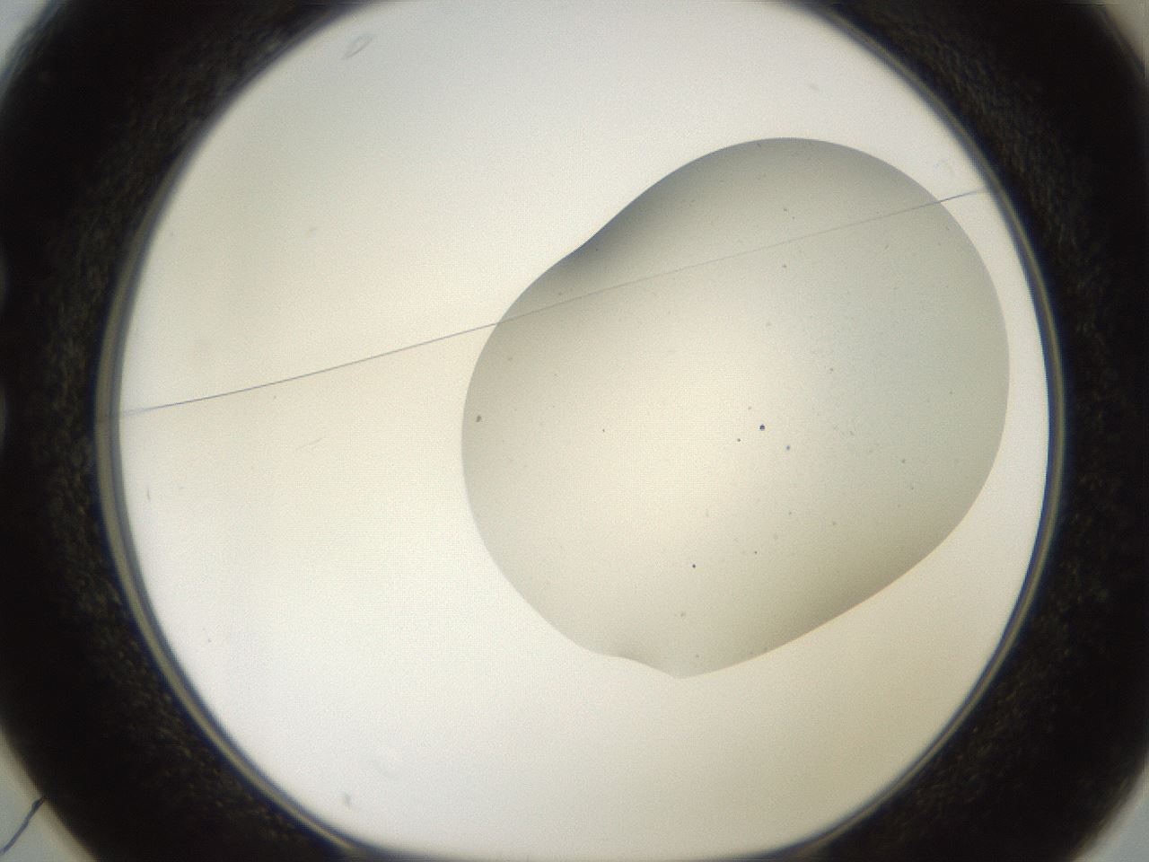 folderID563_plateID2563_batchID12852_wellNum25_profileID1_d1_r195297_ef.jpg
