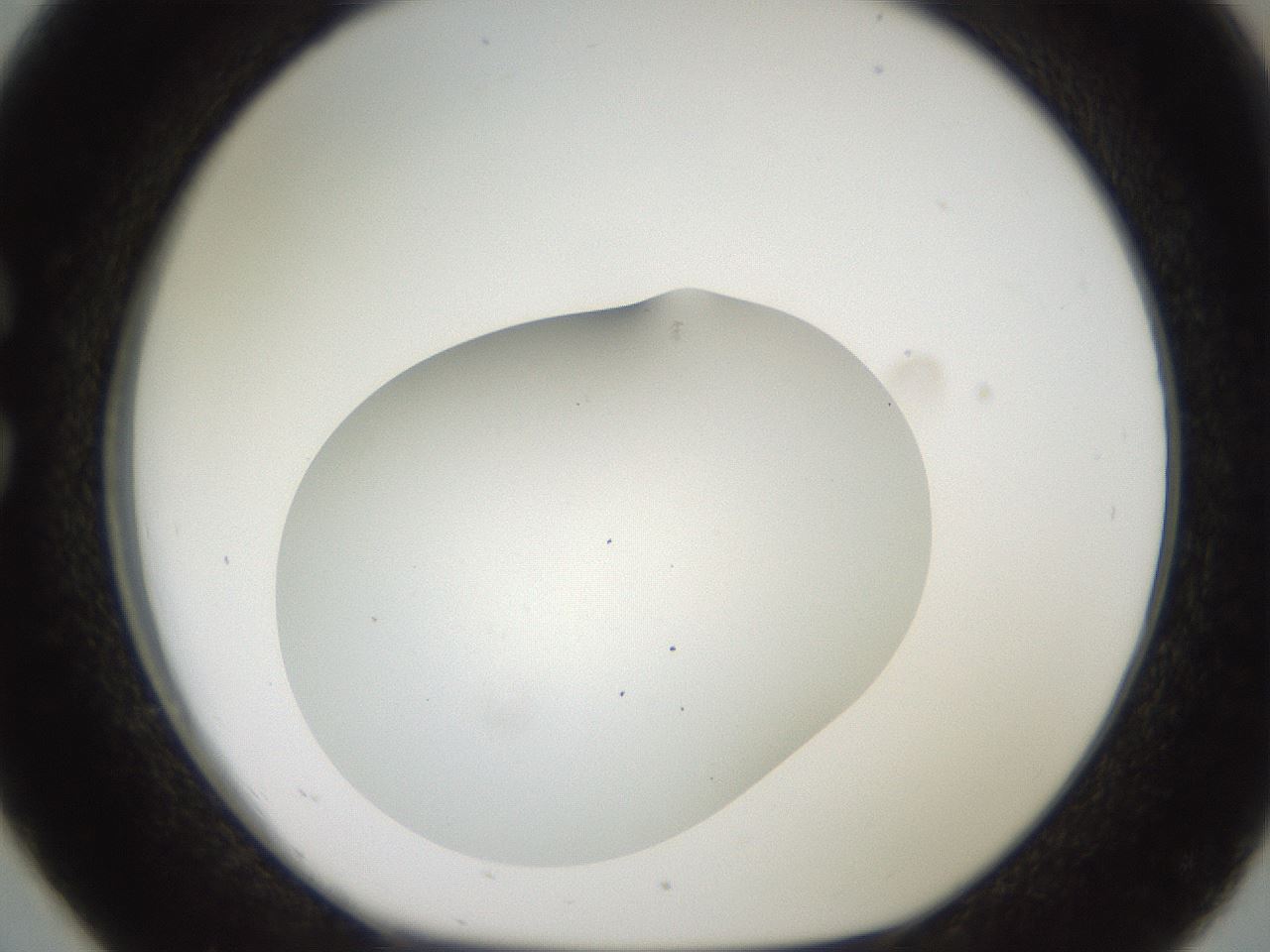 folderID563_plateID2563_batchID12852_wellNum26_profileID1_d1_r195298_ef.jpg
