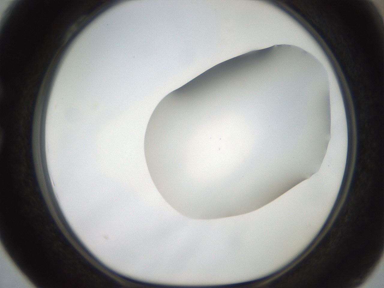 folderID563_plateID2563_batchID12852_wellNum28_profileID1_d1_r195300_ef.jpg