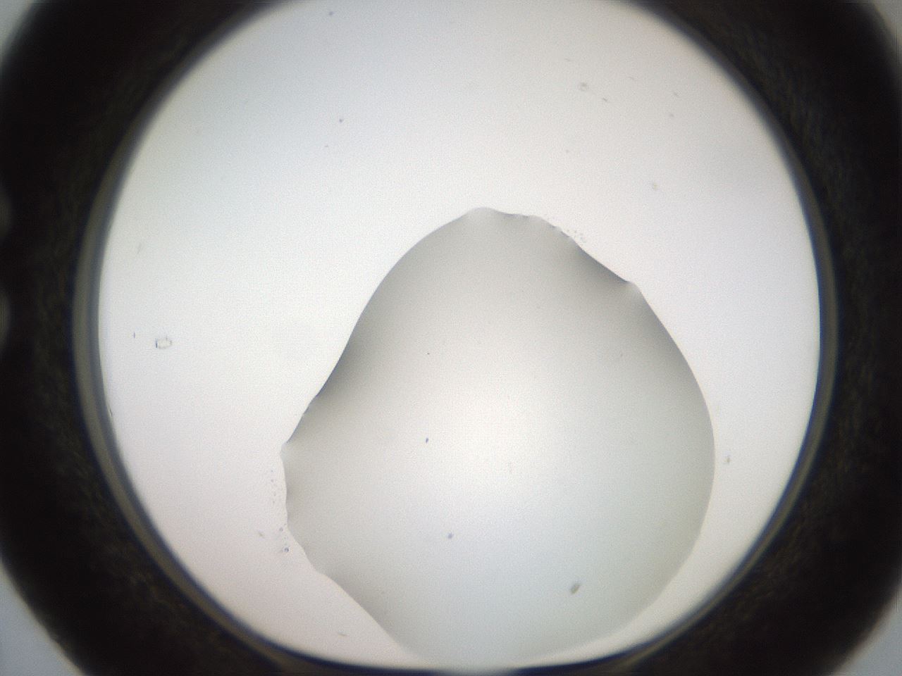 folderID563_plateID2563_batchID12852_wellNum29_profileID1_d1_r195301_ef.jpg