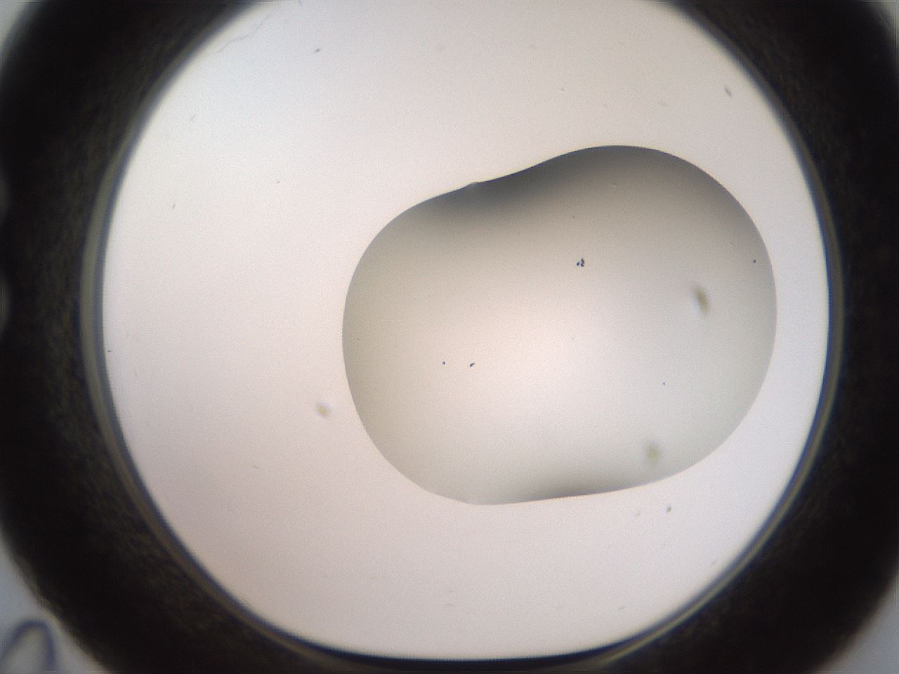 folderID563_plateID2563_batchID12852_wellNum35_profileID1_d1_r195307_ef.jpg