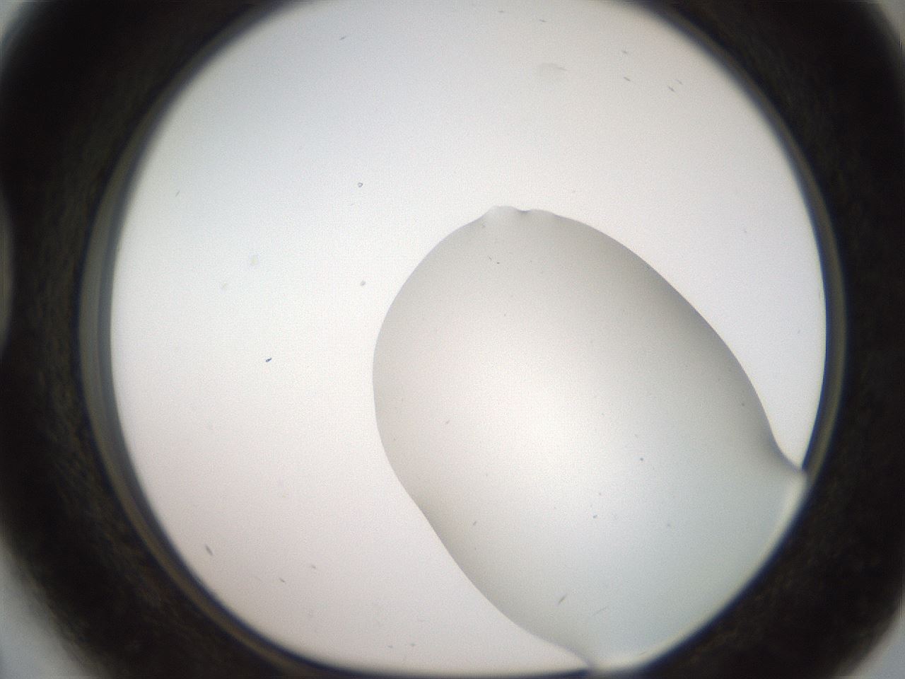 folderID563_plateID2563_batchID12852_wellNum41_profileID1_d1_r195313_ef.jpg