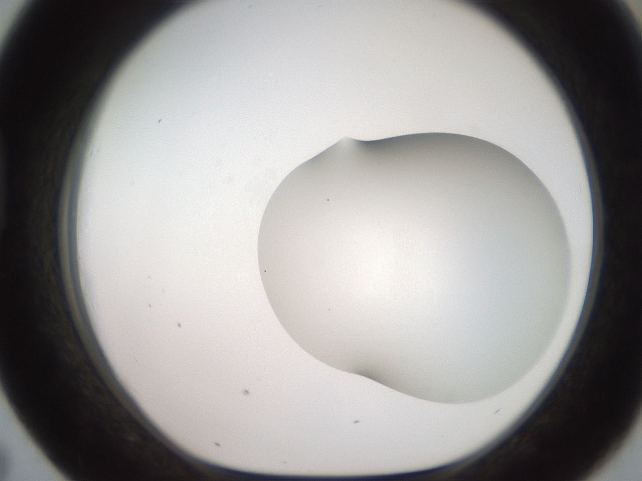 folderID563_plateID2563_batchID12852_wellNum43_profileID1_d1_r195315_ef.jpg