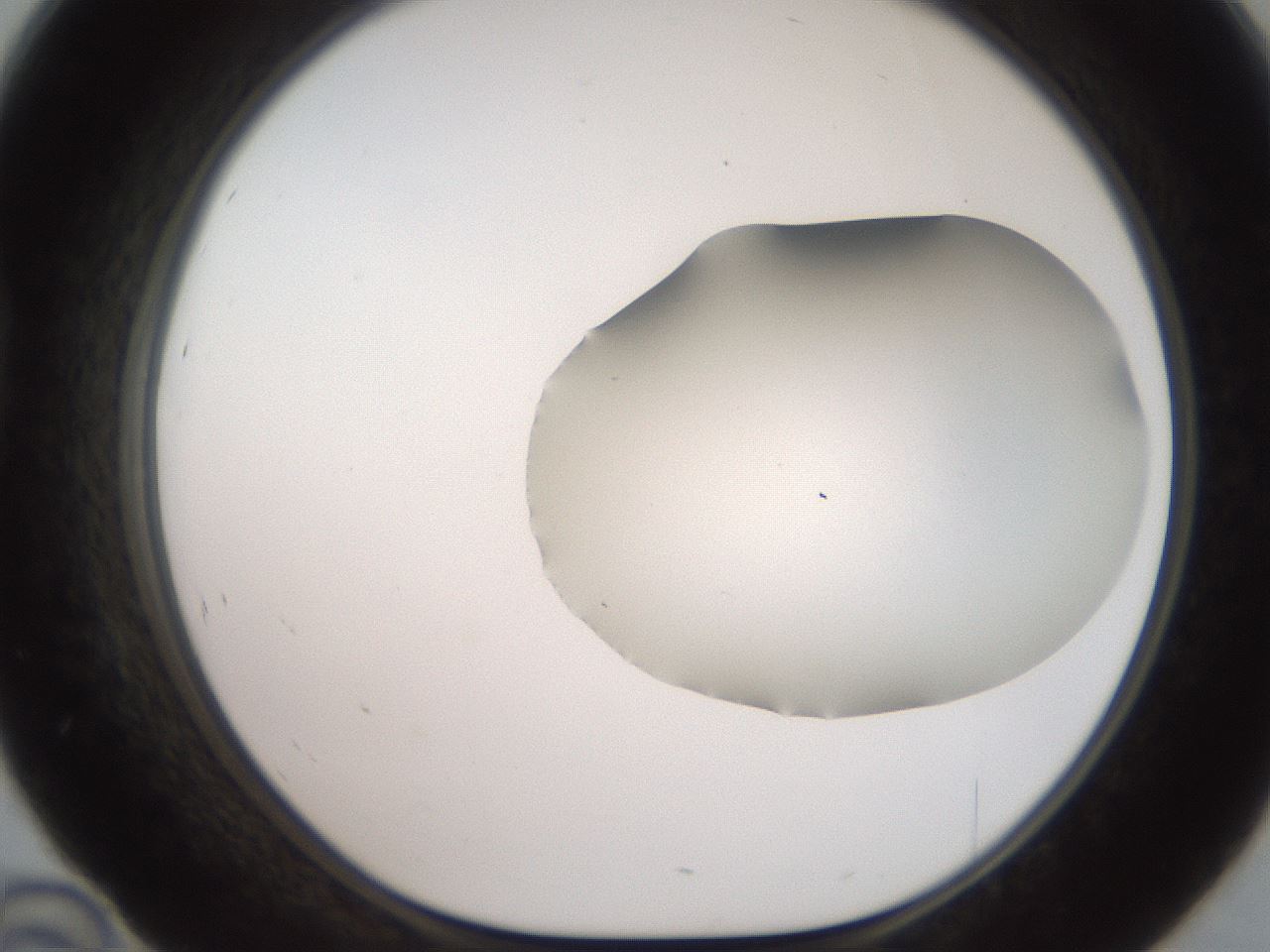 folderID563_plateID2563_batchID12852_wellNum46_profileID1_d1_r195318_ef.jpg