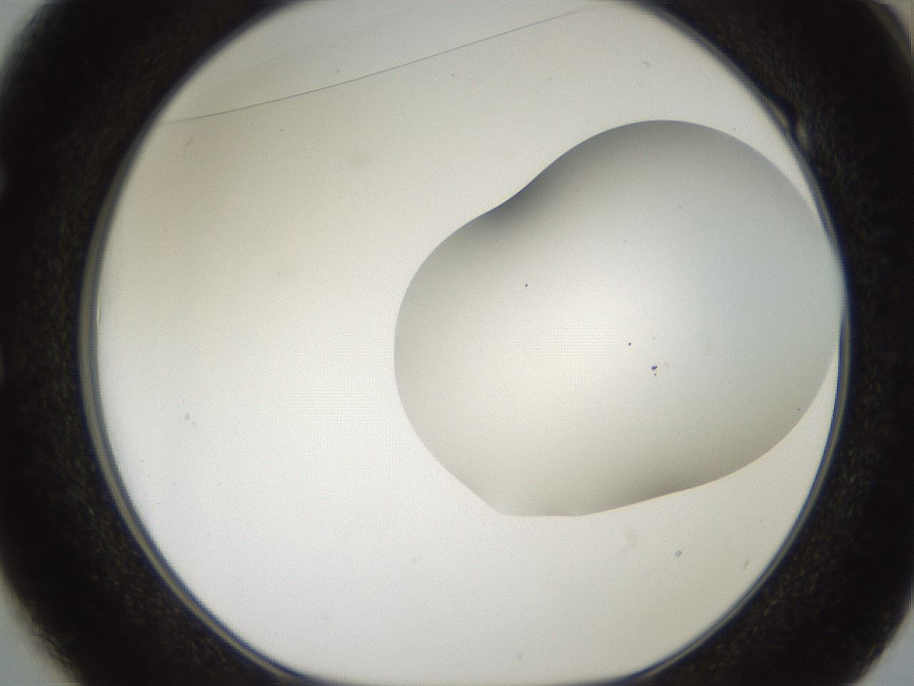 folderID563_plateID2563_batchID12852_wellNum49_profileID1_d1_r195321_ef.jpg