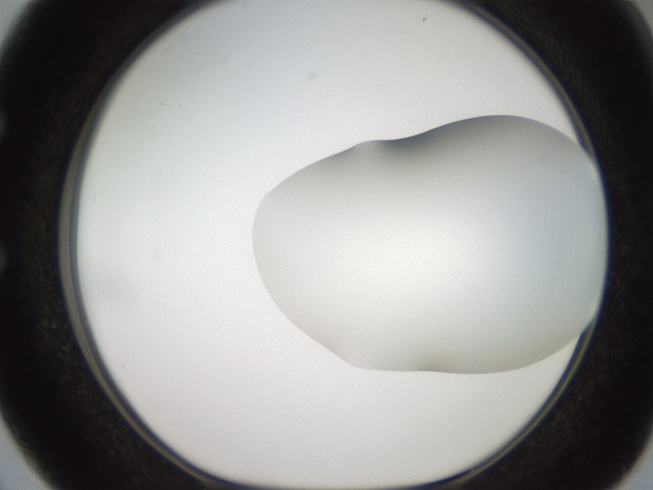 folderID563_plateID2563_batchID12852_wellNum50_profileID1_d1_r195322_ef.jpg