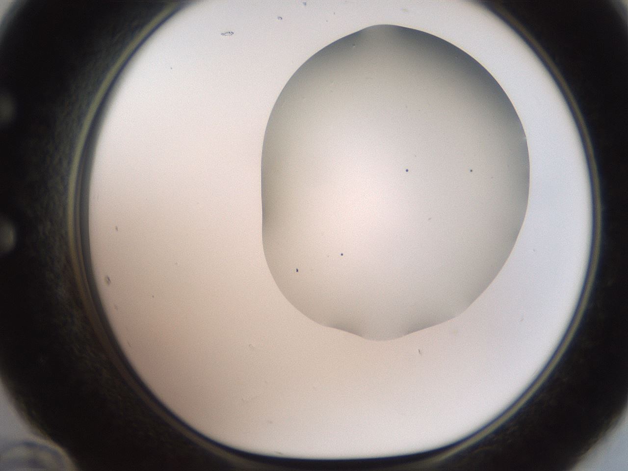 folderID563_plateID2563_batchID12852_wellNum60_profileID1_d1_r195332_ef.jpg