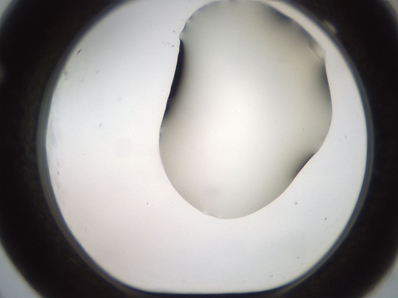 folderID563_plateID2563_batchID12852_wellNum69_profileID1_d1_r195341_ef.jpg