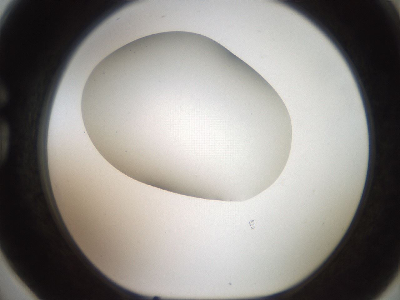 folderID563_plateID2563_batchID12852_wellNum78_profileID1_d1_r195350_ef.jpg