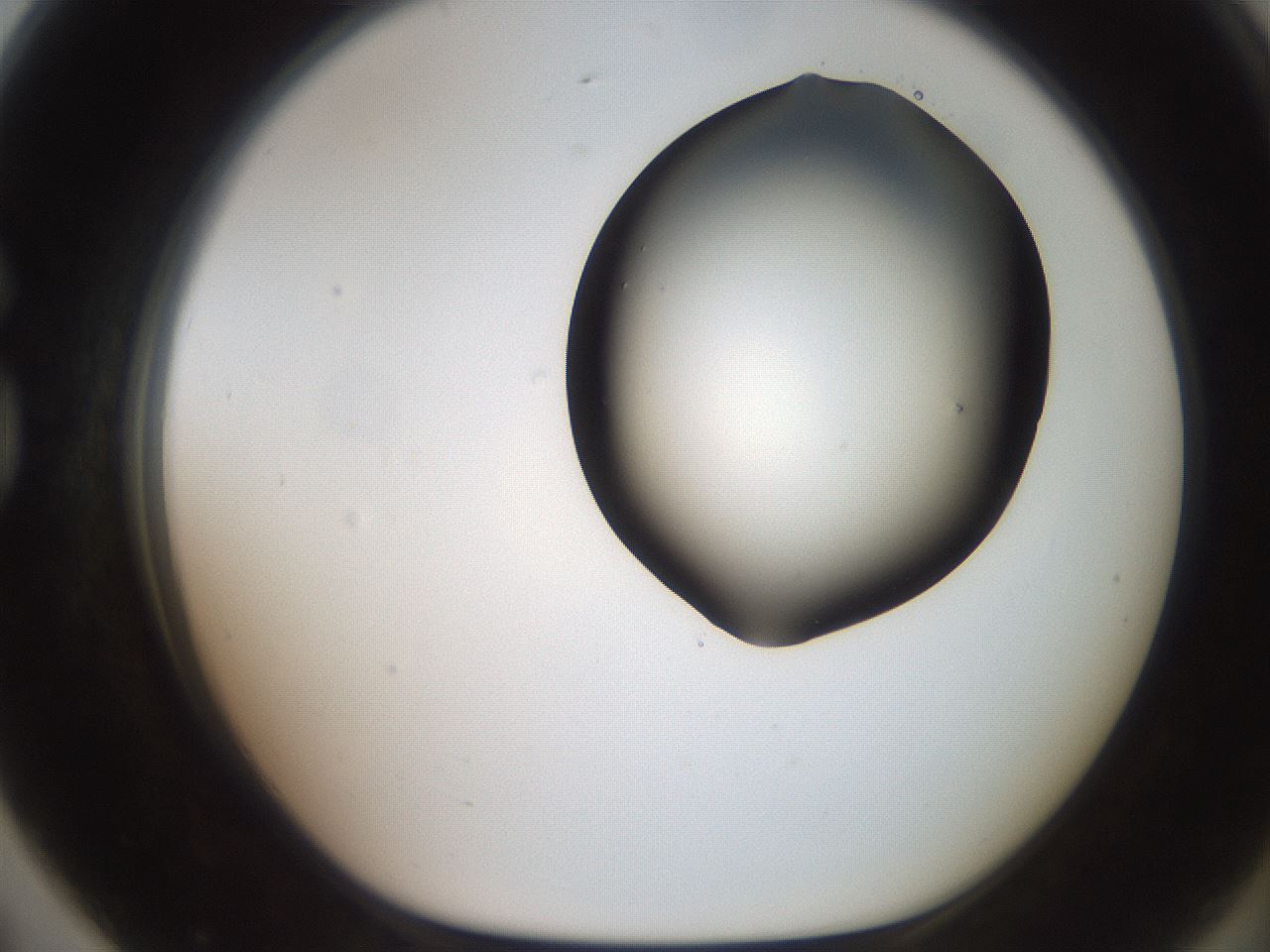 folderID563_plateID2563_batchID12852_wellNum79_profileID1_d1_r195351_ef.jpg