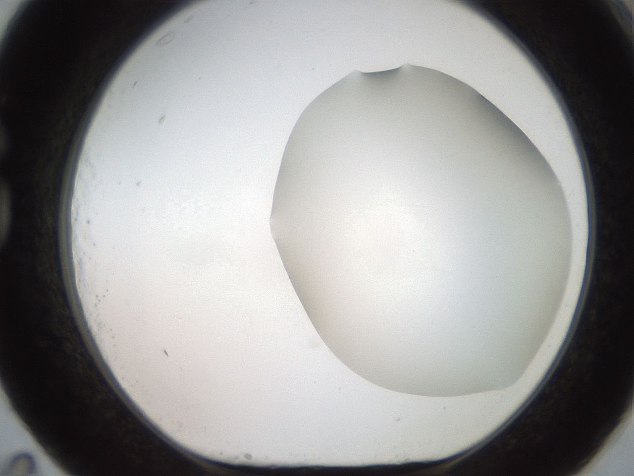 folderID563_plateID2563_batchID12852_wellNum83_profileID1_d1_r195355_ef.jpg