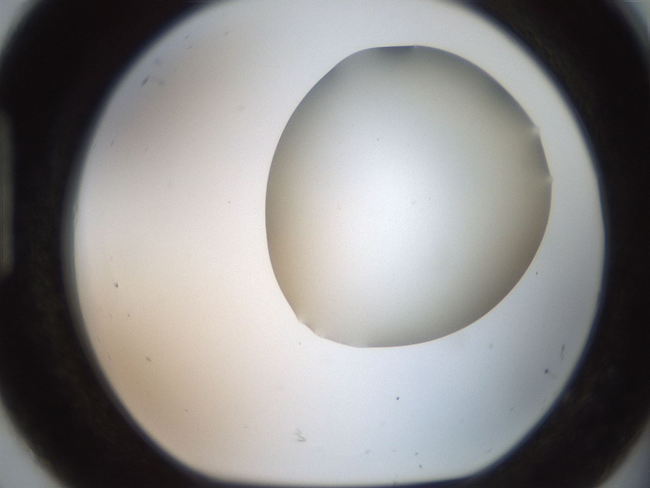 folderID563_plateID2563_batchID12852_wellNum92_profileID1_d1_r195364_ef.jpg