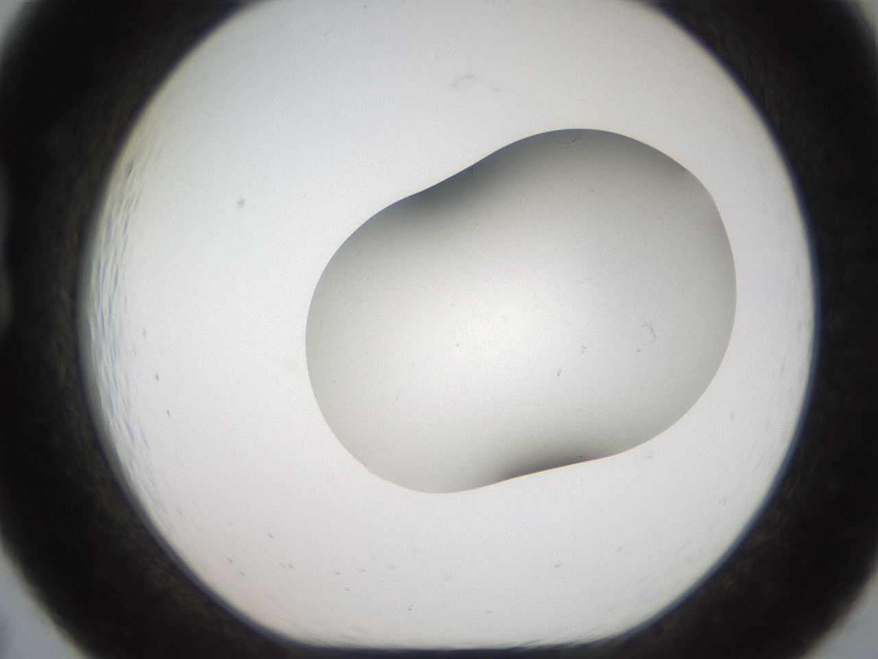 folderID563_plateID2563_batchID13021_wellNum19_profileID1_d1_r195291_ef.jpg