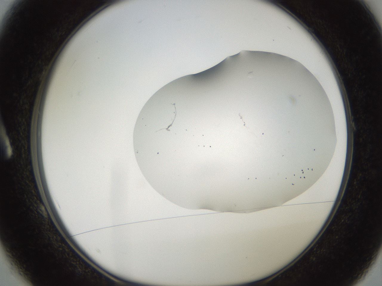 folderID563_plateID2563_batchID13021_wellNum1_profileID1_d1_r195273_ef.jpg