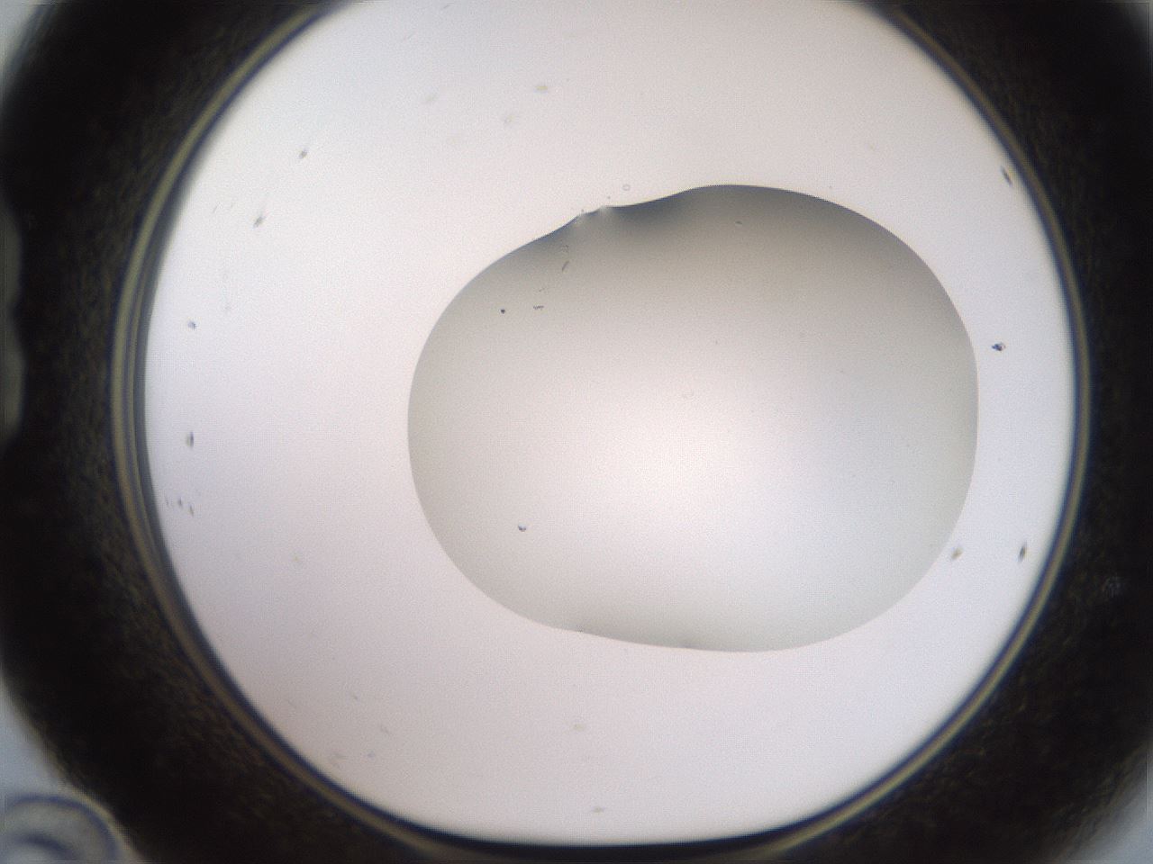 folderID563_plateID2563_batchID13021_wellNum24_profileID1_d1_r195296_ef.jpg