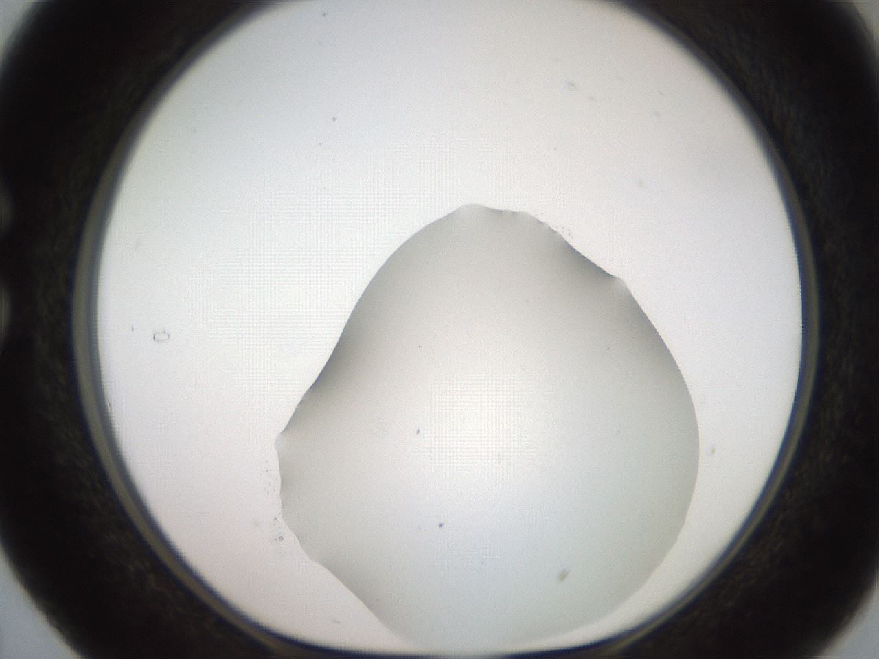 folderID563_plateID2563_batchID13021_wellNum29_profileID1_d1_r195301_ef.jpg