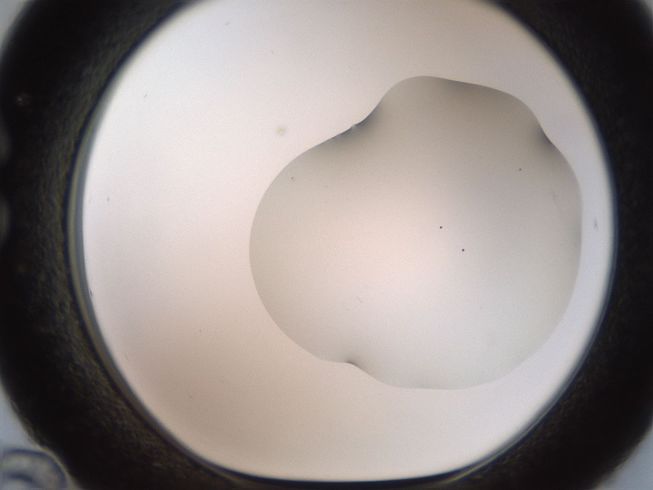 folderID563_plateID2563_batchID13021_wellNum36_profileID1_d1_r195308_ef.jpg